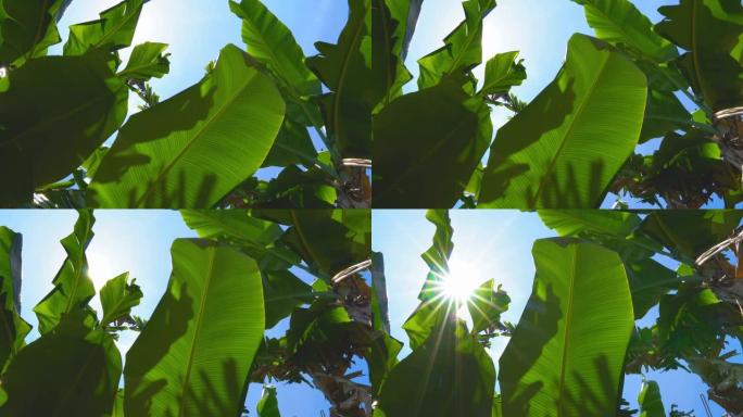 风吹向天空的绿色香蕉叶低角度