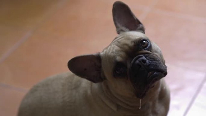 法国斗牛犬坐在室内流口水。