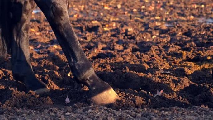 黑色竞速种马的腿和蹄在围场的湿泥中缓慢行走