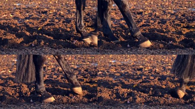 黑色竞速种马的腿和蹄在围场的湿泥中缓慢行走