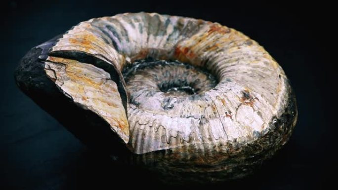 菊石化石被隔离在黑色背景上。化石螺旋蜗牛。古代软体动物。