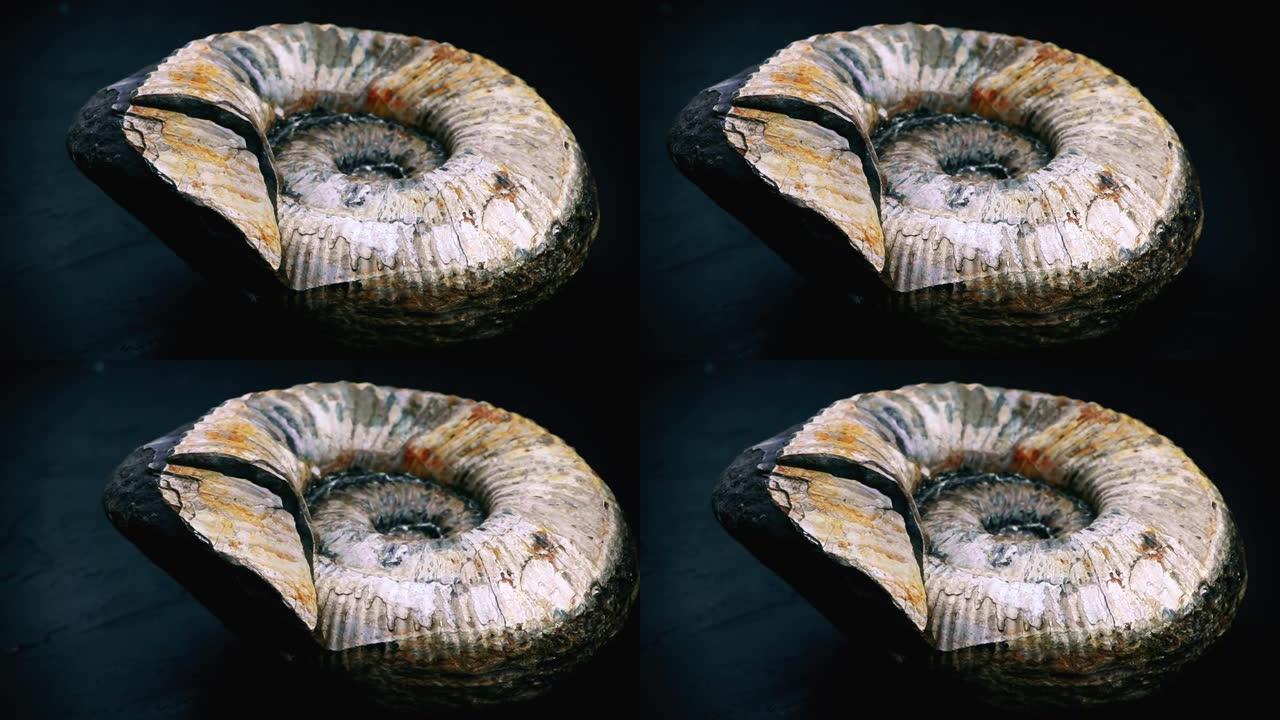 菊石化石被隔离在黑色背景上。化石螺旋蜗牛。古代软体动物。