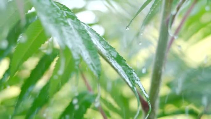 慢动作雨滴在雨中从绿叶蕨类植物中滴落。特写水滴绿叶前景。巨雨落在绿色植物叶子上。平静放松的冥想平静的