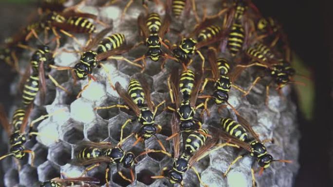 确保有幼虫的巢的正常功能的黄蜂，并以光的效果极端接近