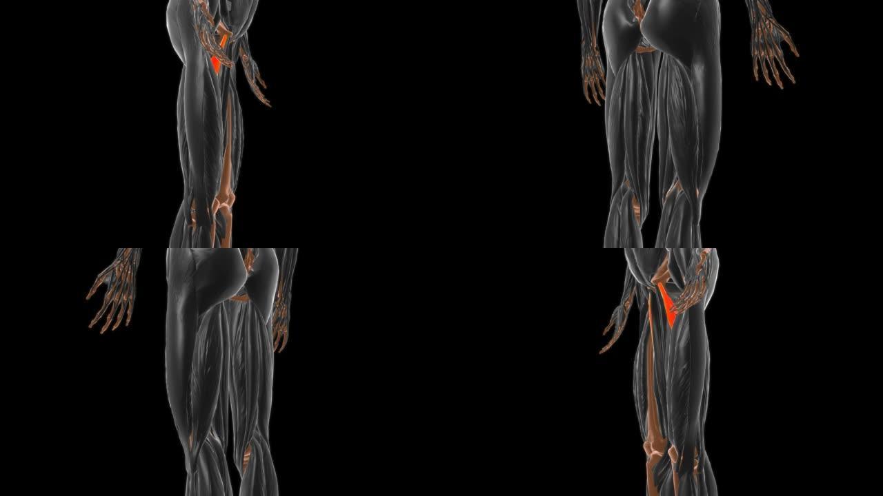 医学概念3D内收肌短肌解剖