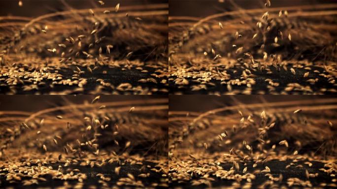 黑麦谷物的超慢动作落在桌子上。以1000 fps的高速相机拍摄。