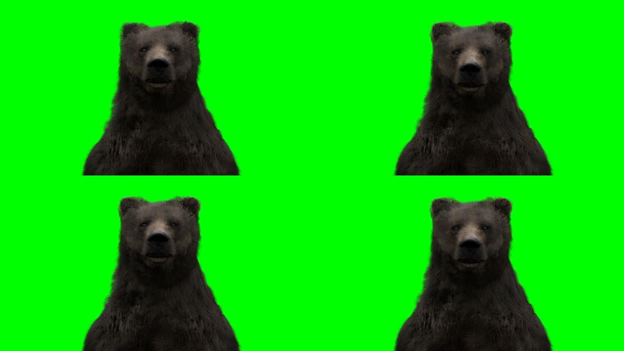 站立的熊。绿屏写实动画。