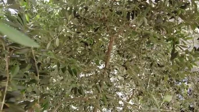 树枝上的橄榄树和绿橄榄，晴天