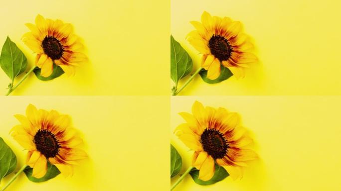 黄色背景上的小明亮向日葵。慢动作。俯视图，参数