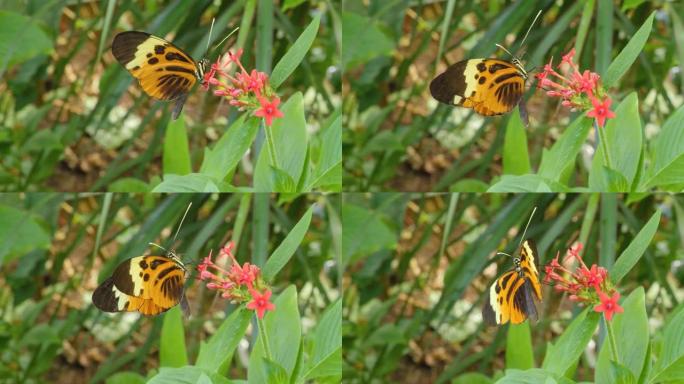 老虎长翼蝴蝶Heliconius hecale的特写