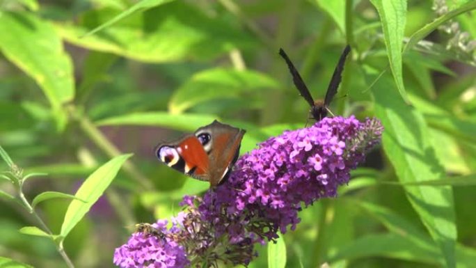 两只孔雀蝴蝶和黄蜂采集花蜜。