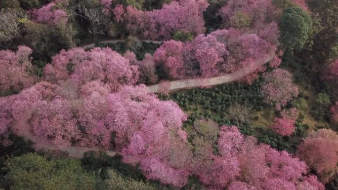 空中无人机在泰国清迈拍摄粉红樱花土路