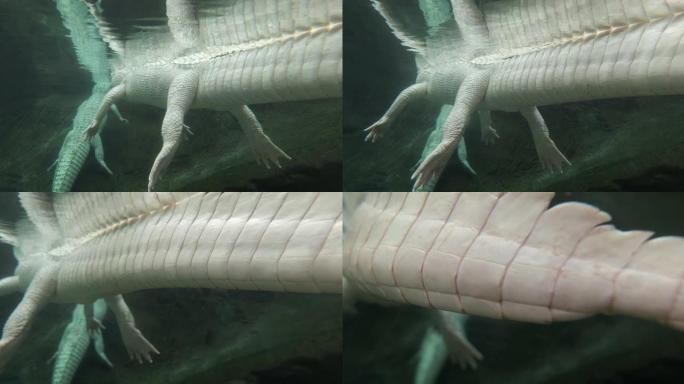 白色鳄鱼细节皮肤拍摄