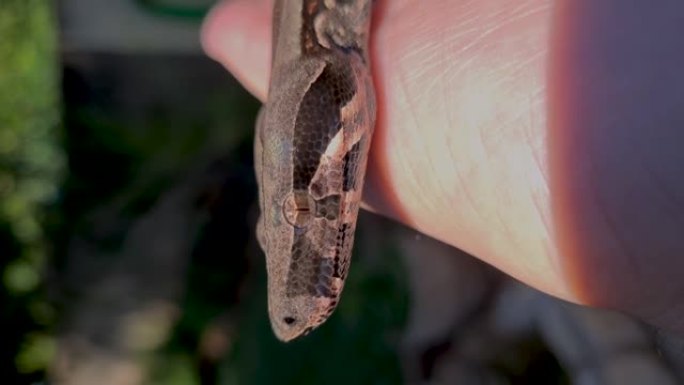 蟒蛇 (boa constrictor)，也称为红尾蟒蛇或普通蟒蛇，是一种大型，无毒，身体沉重的蛇