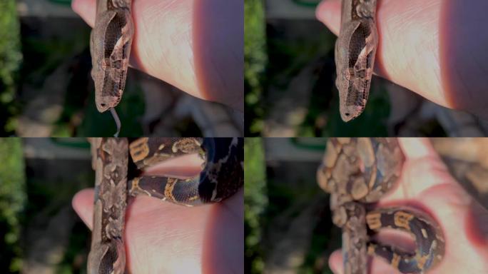 蟒蛇 (boa constrictor)，也称为红尾蟒蛇或普通蟒蛇，是一种大型，无毒，身体沉重的蛇