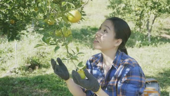 东南亚妇女在泰国清迈花园采摘新鲜橘子