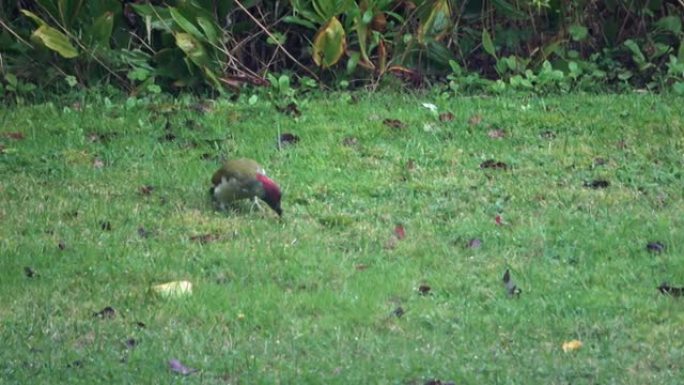罕见的绿色啄木鸟在花园里检查一片草坪。