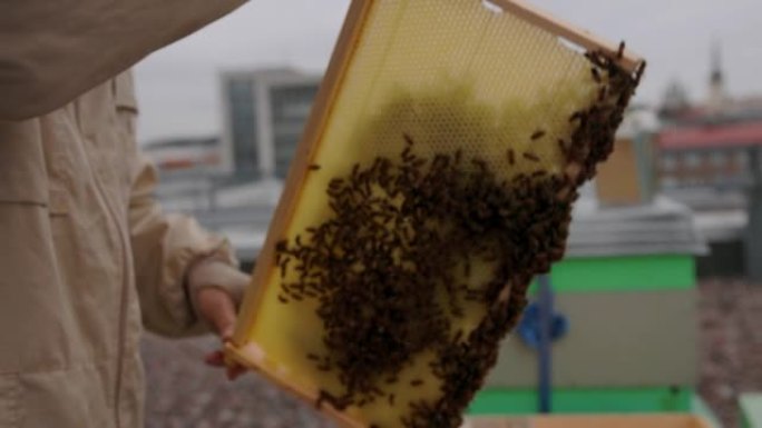 城市养蜂人在城市的屋顶上与蜂箱一起工作