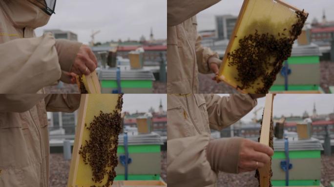 城市养蜂人在城市的屋顶上与蜂箱一起工作