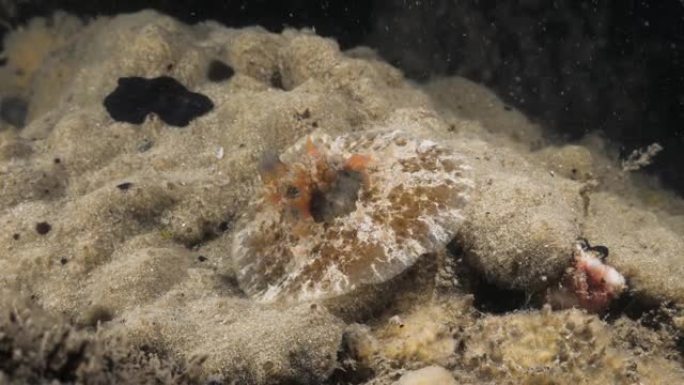 在水肺潜水中发现的海蜗牛物种Velutinid和黑色扁虫的海洋科学观察。