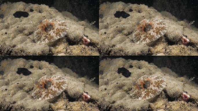 在水肺潜水中发现的海蜗牛物种Velutinid和黑色扁虫的海洋科学观察。