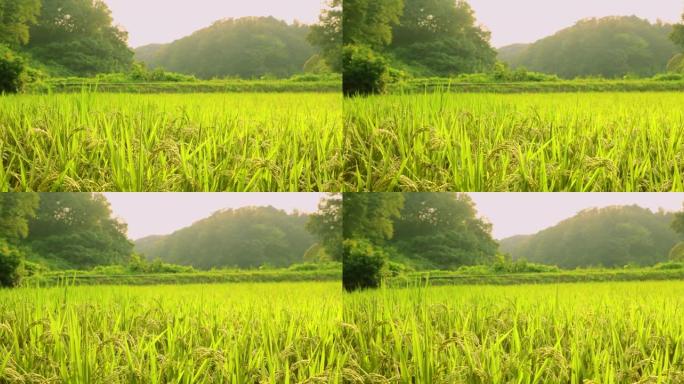 稻米在风中摇曳丰收谷子丰收年