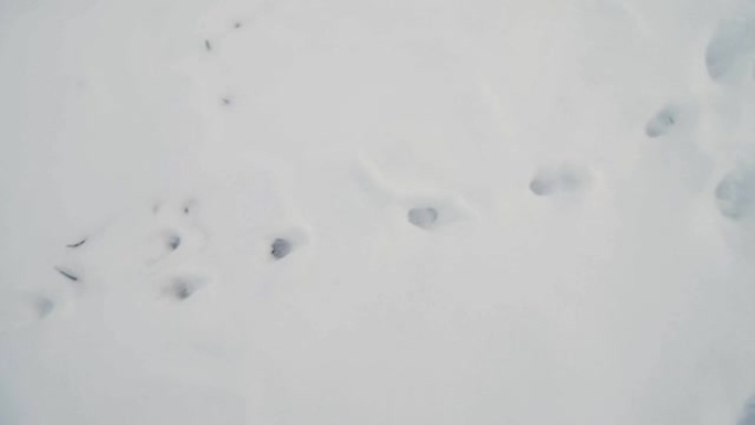 雪中许多不同的脚步