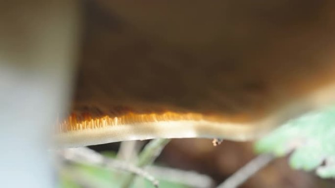 爱沙尼亚蘑菇头线条的近距离观察