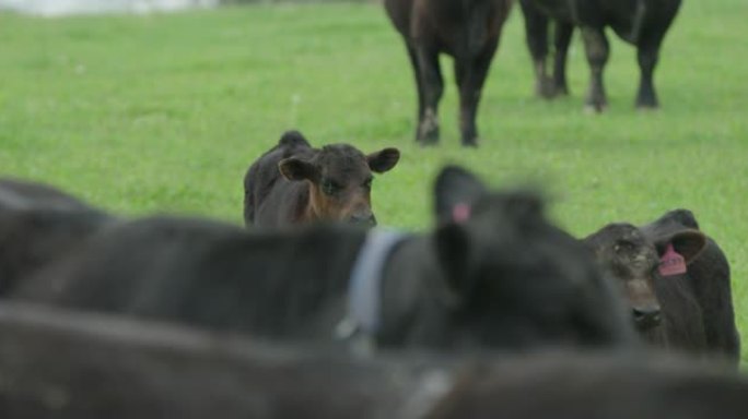 一头小牛站在被牛群包围的田野里