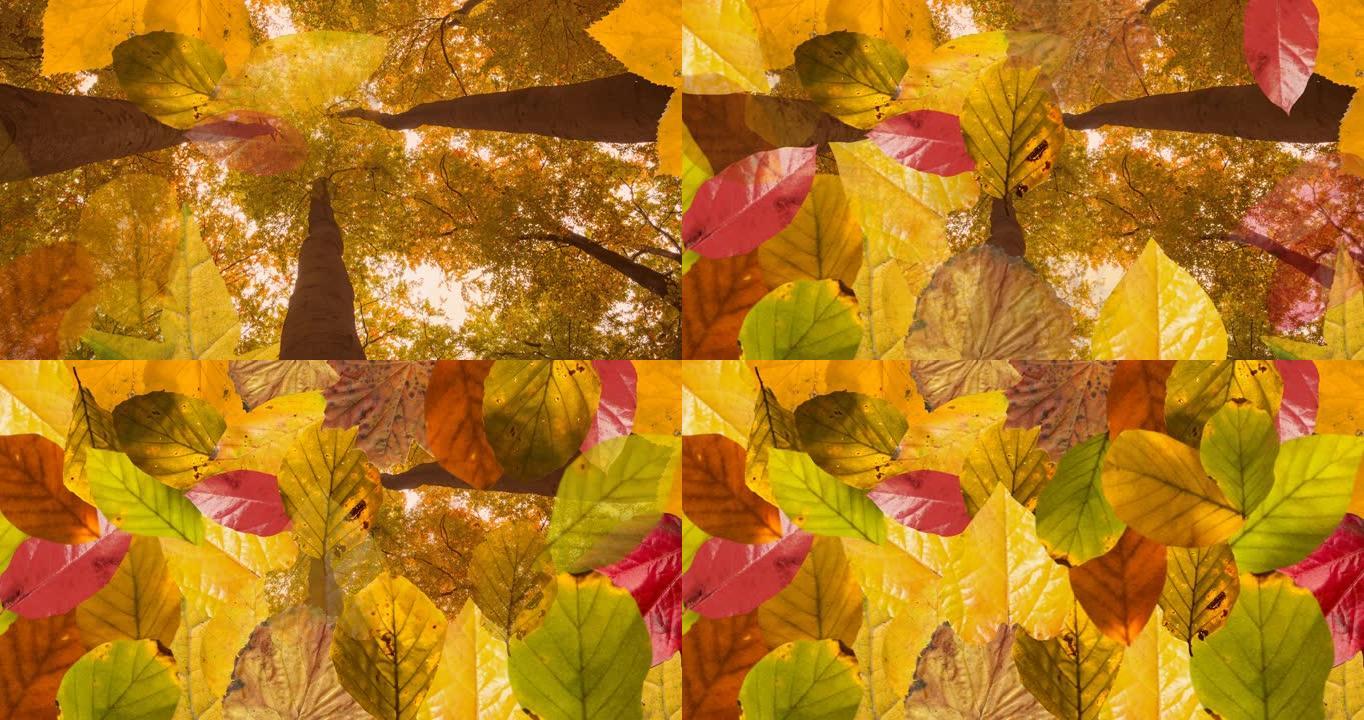 秋林背景上的层层秋叶动画