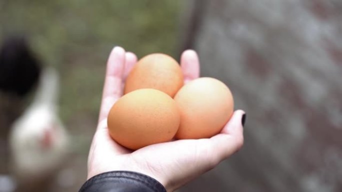 女人手中的自制鸡蛋特写。女性在户外拿着三个鸡蛋