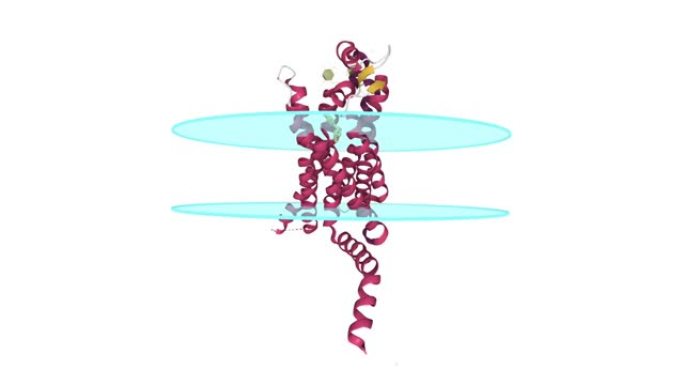 腺苷结合的人腺苷A2a受体