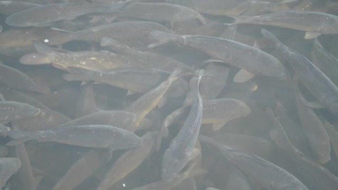 养鱼场内的一群鱼，在养鱼场繁殖商品鱼