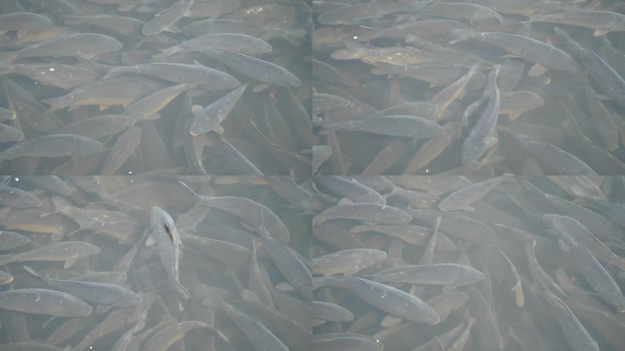 养鱼场内的一群鱼，在养鱼场繁殖商品鱼