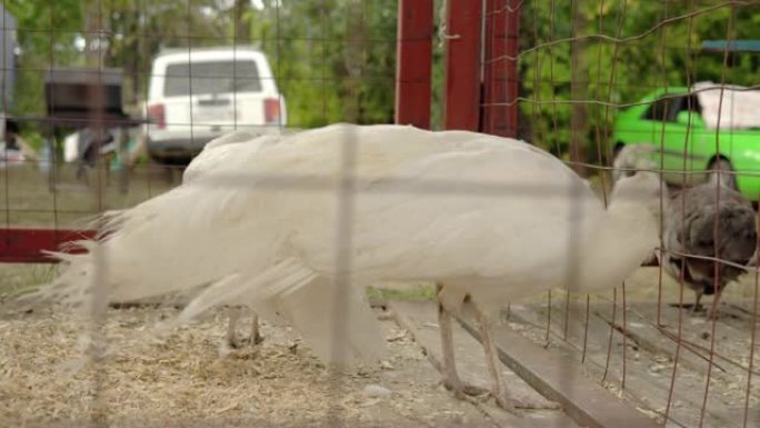 农场的笼子里有两只白孔雀。笔中的羽毛动物