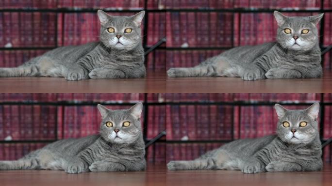 英国短毛猫在家里的图书馆前摆姿势