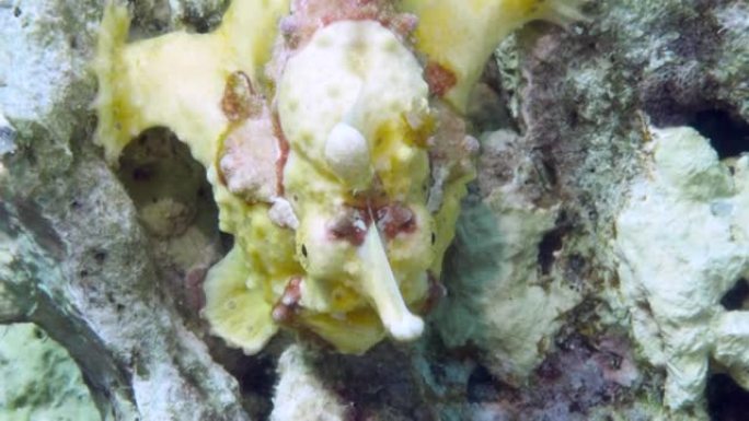 一条黄色的蛙鱼或anglerfish漂浮在水下