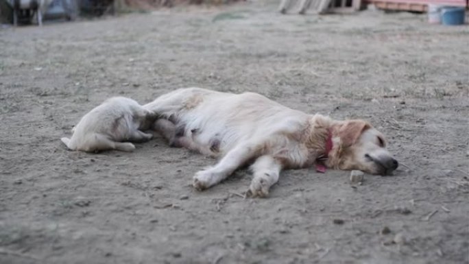 金毛猎犬狗妈妈哺乳小狗