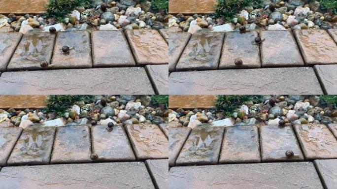 手机延时拍摄的三个蜗牛在一块潮湿的水泥砖上向左向右移动的视频。