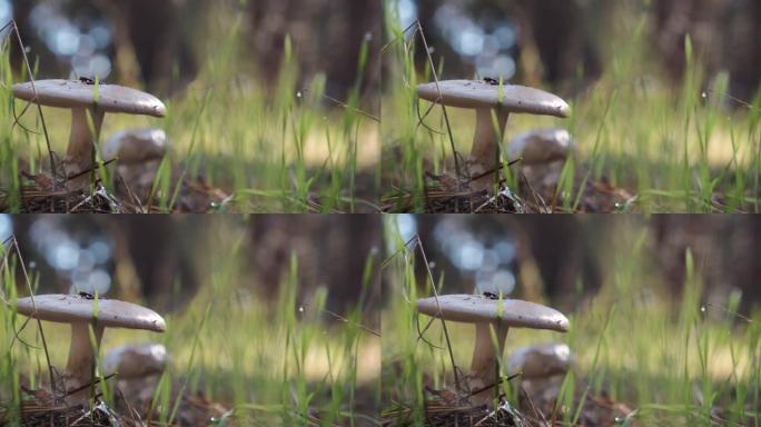 森林里的白色蘑菇。草丛中的小蘑菇。
