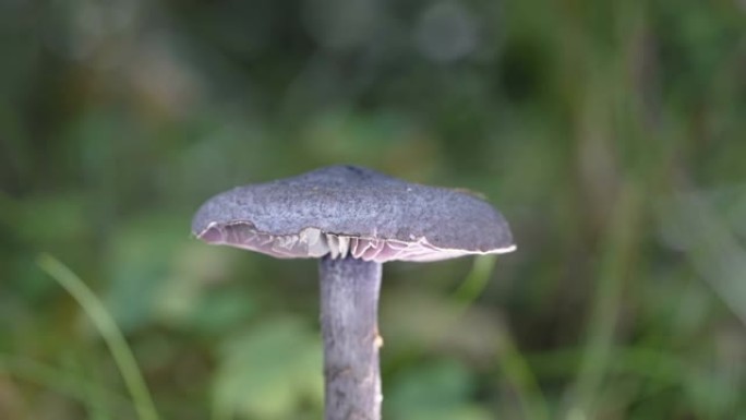 爱沙尼亚紫罗兰色网帽蘑菇的近距离观察