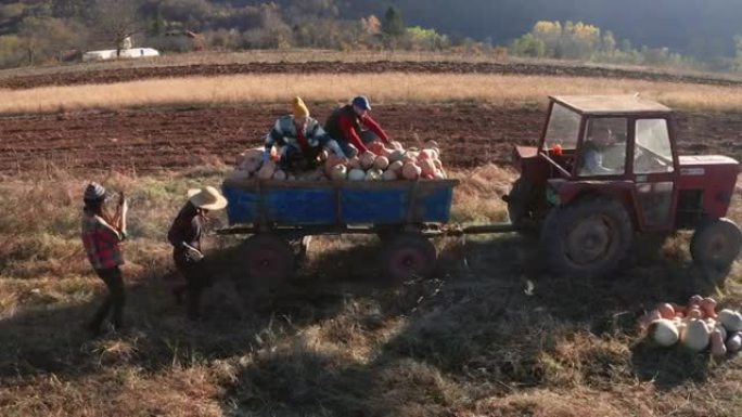 一群农民工人在拖拉机拖车中运送南瓜