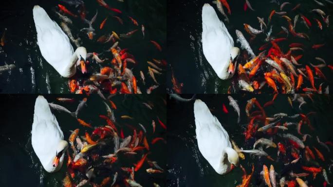 白天鹅和五颜六色的日本锦鲤鱼在花园装饰池塘。
