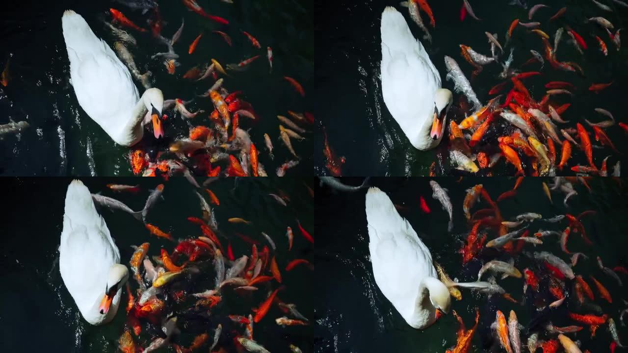 白天鹅和五颜六色的日本锦鲤鱼在花园装饰池塘。