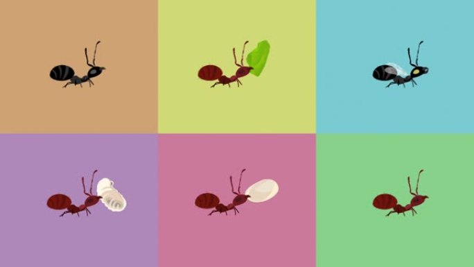 动画卡通蚂蚁携带不同的东西
