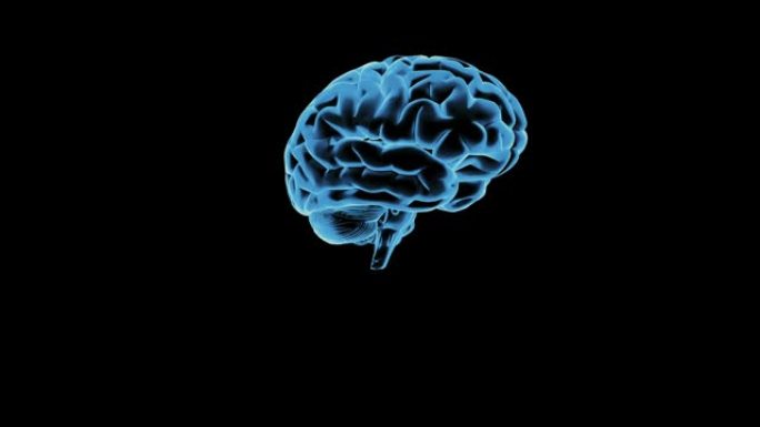 人类大脑的模型。3D渲染
