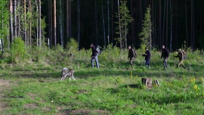 游客们在乌拉尔山脉漫步森林
