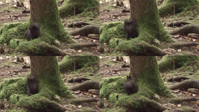 德国森林中的松鼠和胡桃夹子