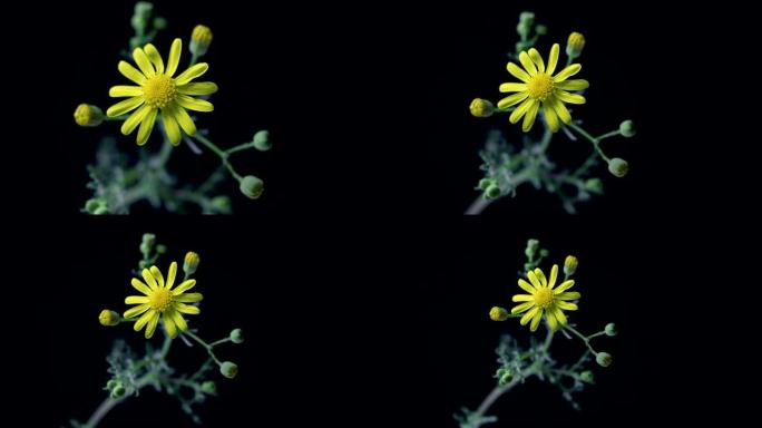 千里光 (Senecio gallicus) 是千里光属和菊科的一年生植物，是一种在环境条件恶劣的孤