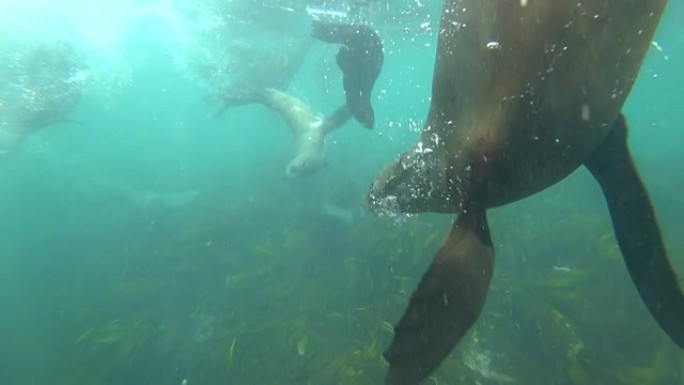 可爱的海豹在水中游泳的水下生活
